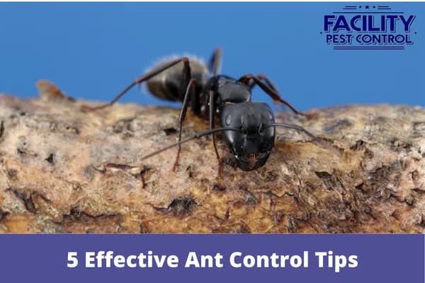 5 effective ant control tips