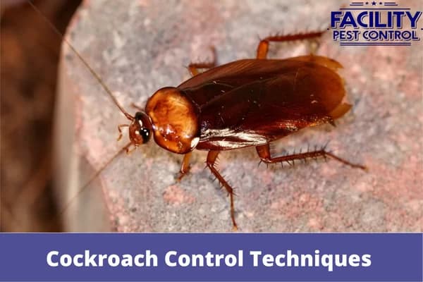 cockroach control techniques and benefits (1)
