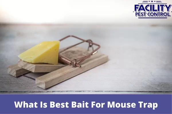 what is best bait for mouse trap