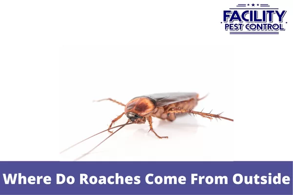 where do roaches come from outside 1