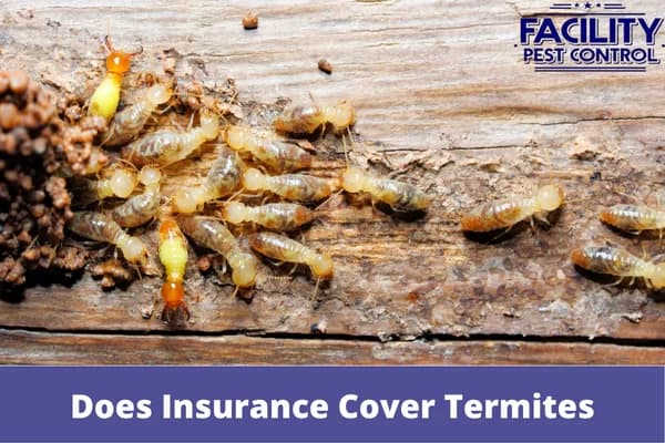 does insurance cover termites