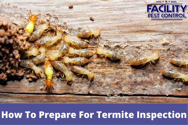 how to prepare for termite inspection