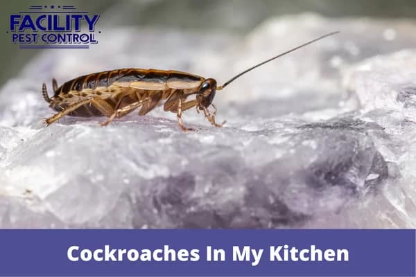 why are there cockroaches in my kitchen