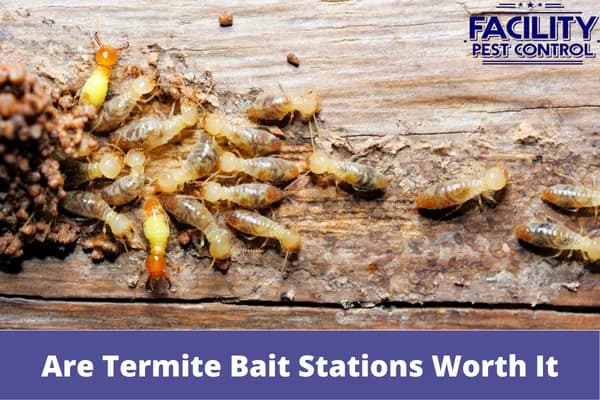 are termite bait stations worth it 1