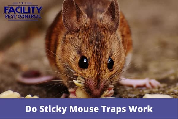 do sticky mouse traps work