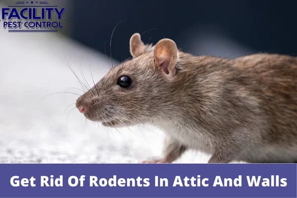 how to get rid of rodents in attic and walls (1)