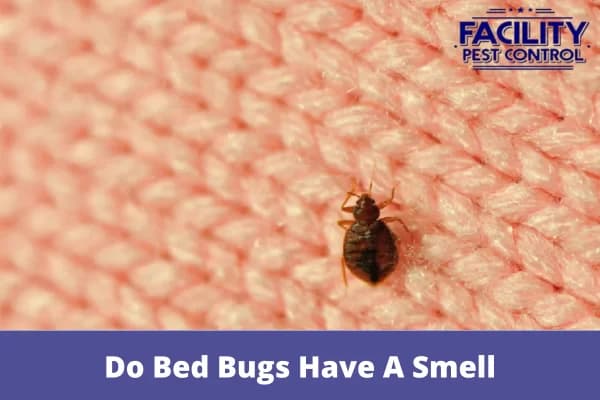 do bed bugs have a smell