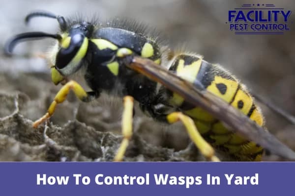 how to control wasps in yard