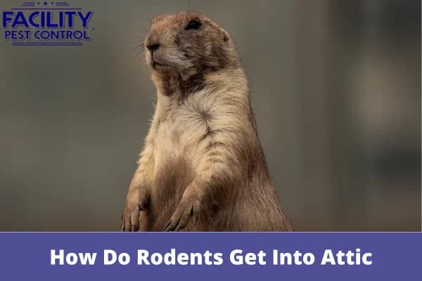 how to get rid of rodents in attic and walls