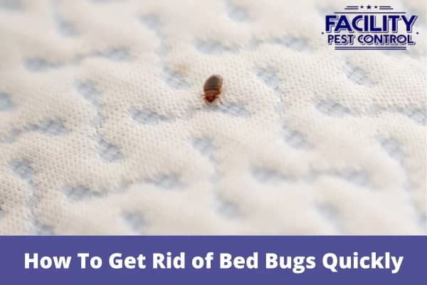 how to get rid of bed bugs quickly 1 (1)