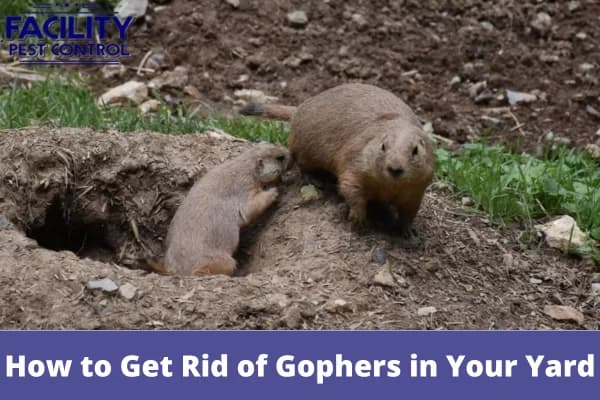 how to get rid of gophers in your yard