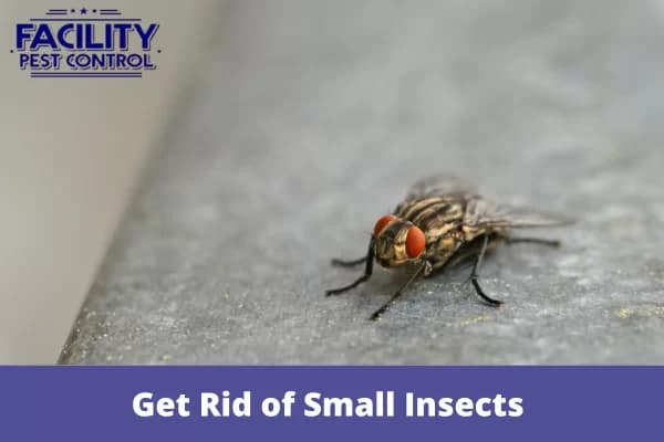 get rid of small insects from your kitchen