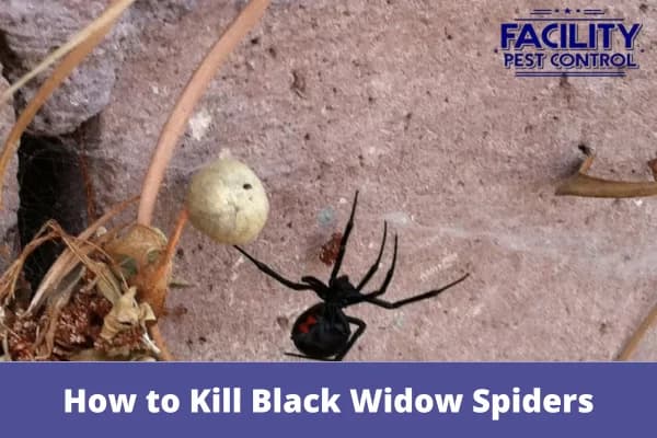 how to kill black widow spiders