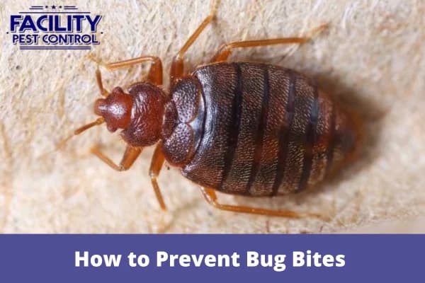 how to prevent bug bites while sleeping