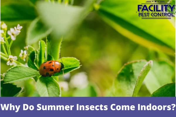 why do summer insects come indoors