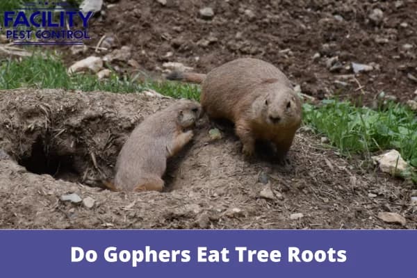 do gophers eat tree roots