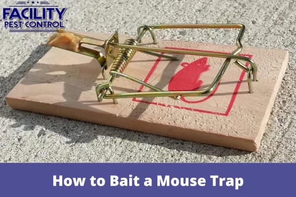 how to bait a mouse trap
