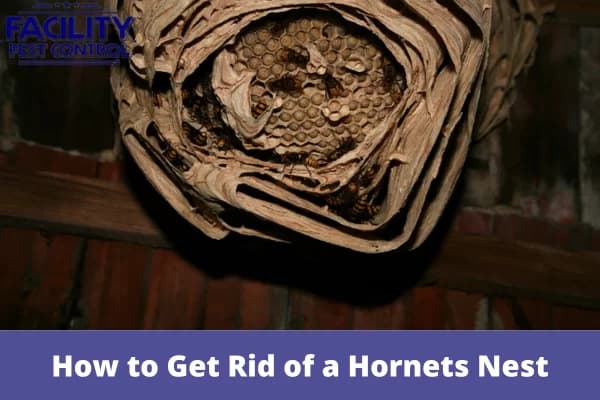 how to get rid of a hornets