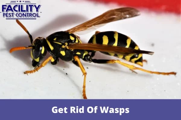 do pest control services get rid of wasps