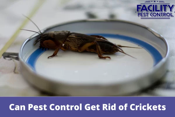 can pest control get rid of crickets