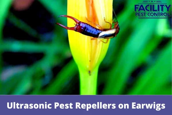 ultrasonic pest repellers on earwigs