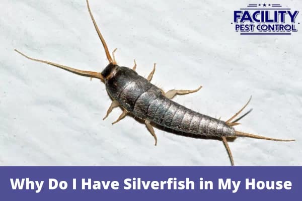 why do i have silverfish in my house