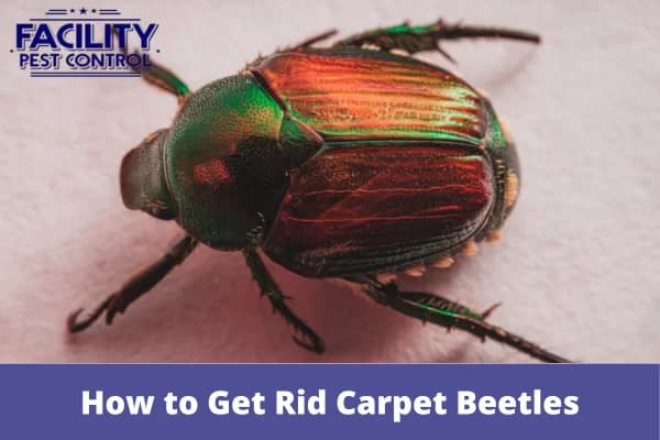 how to get rid carpet beetles