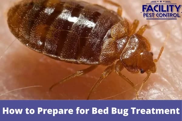 how to prepare for bed bug treatment (1)