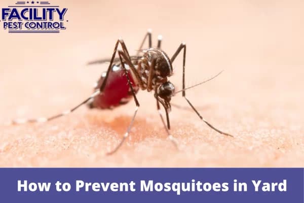 how to prevent mosquitoes in yard 1