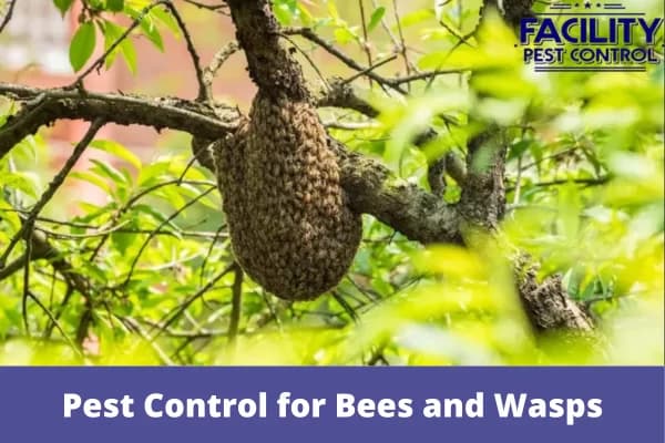 pest control for bees and wasps