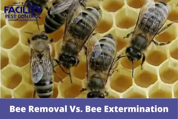 bee removal vs. bee extermination