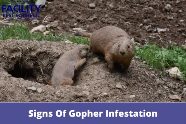 signs of gopher infestation