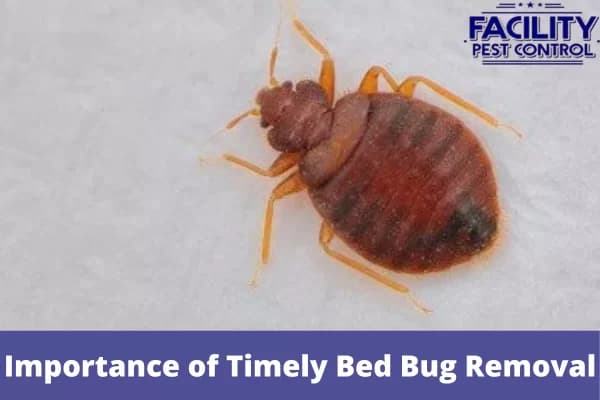 the importance of timely bed bug removal