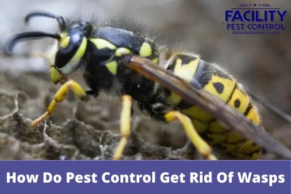 how do pest control get rid of wasps (1)