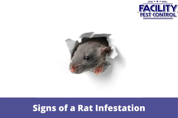 signs of a rat infestation