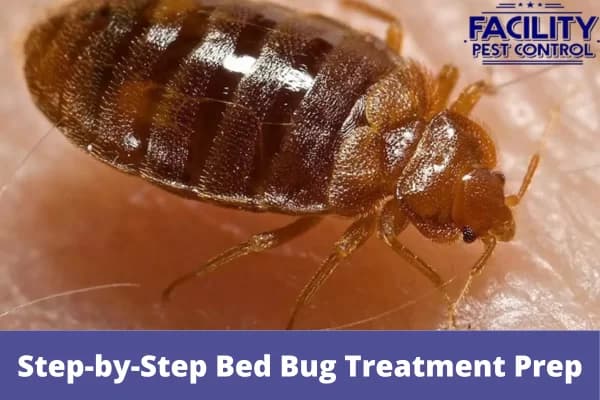 step by step bed bug treatment prep
