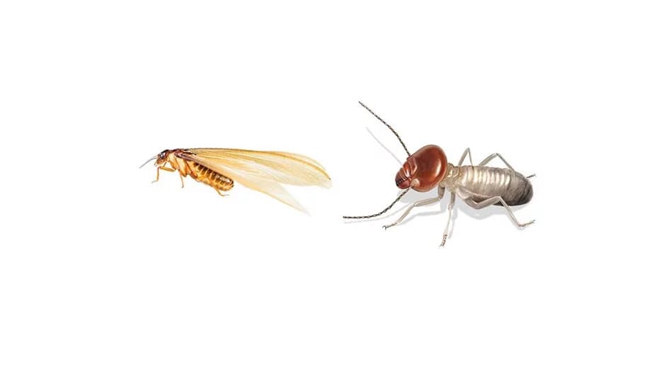 drywood termites and subterranean termites
