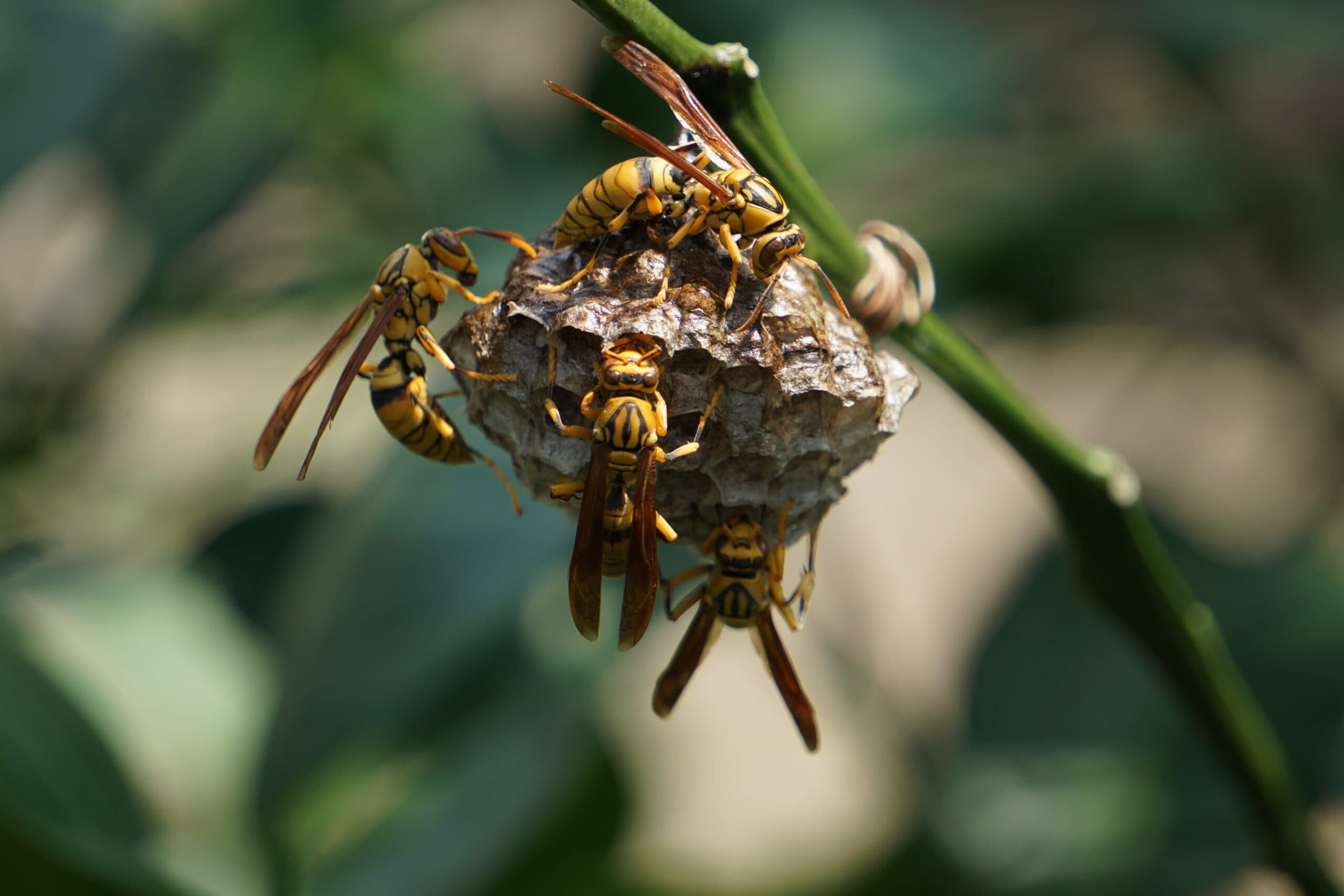 Top-Rated Pest Control