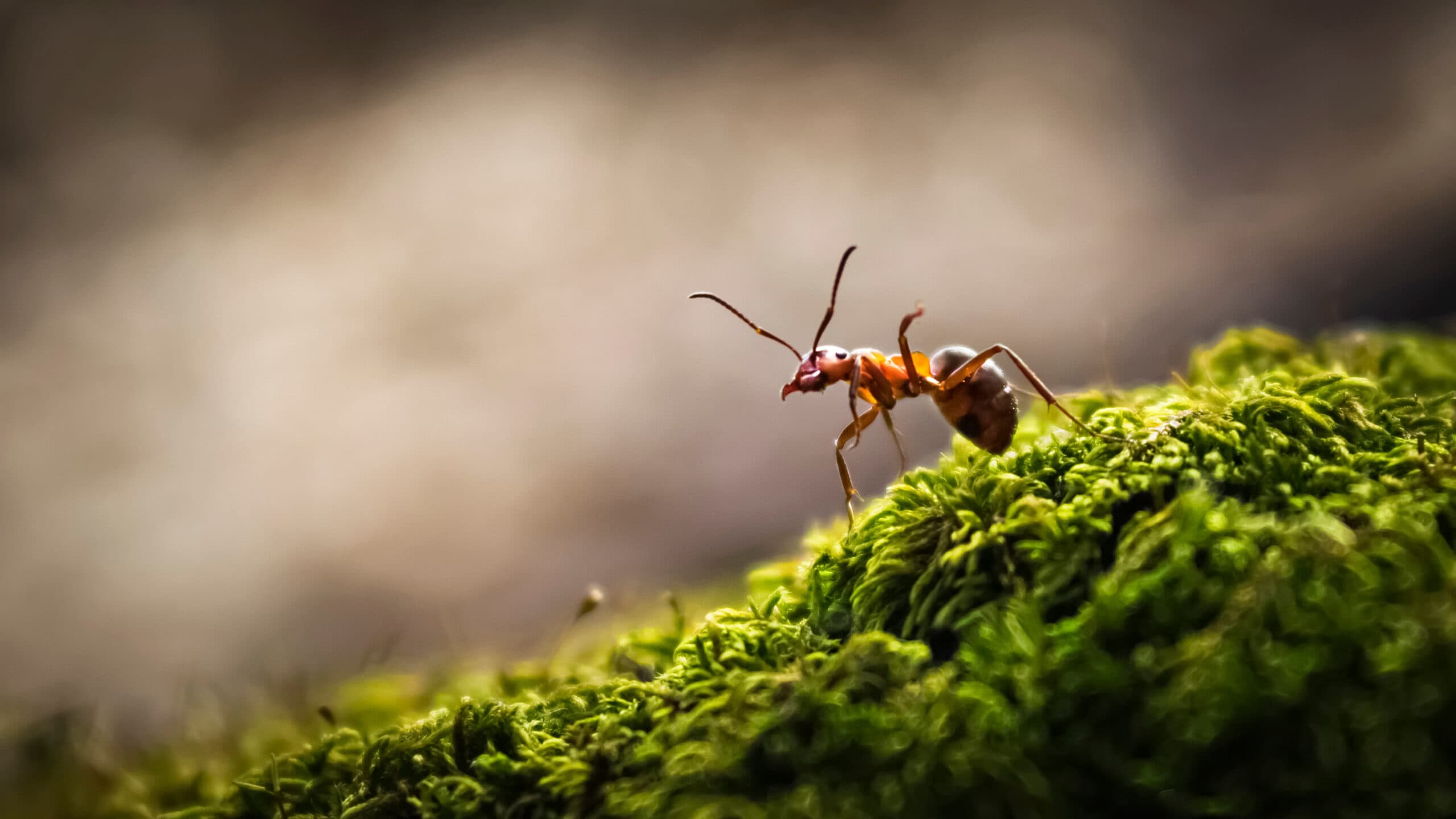 Pest Control Experts