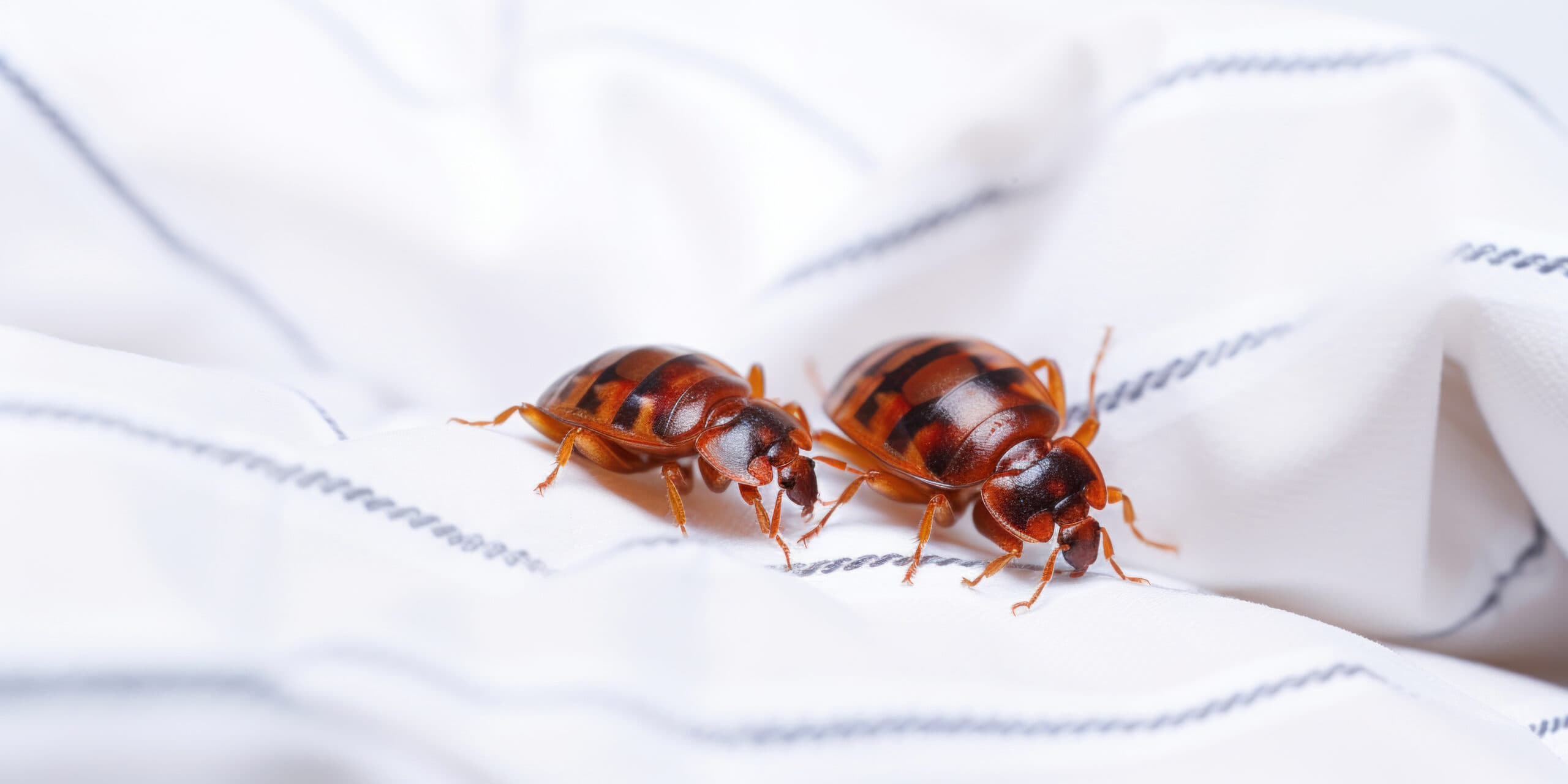 Effective Pest Control