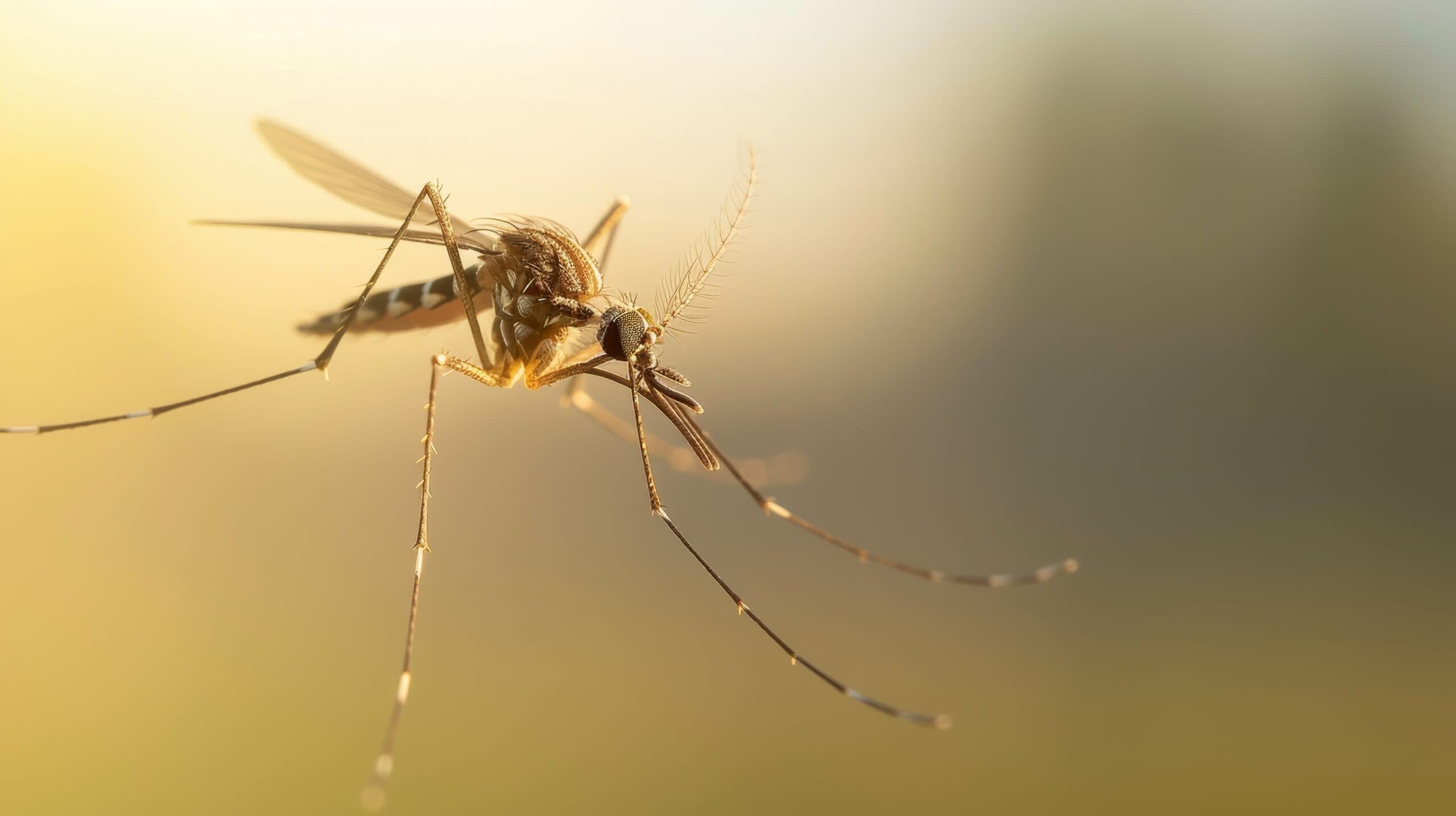 Pest Control Quality Services