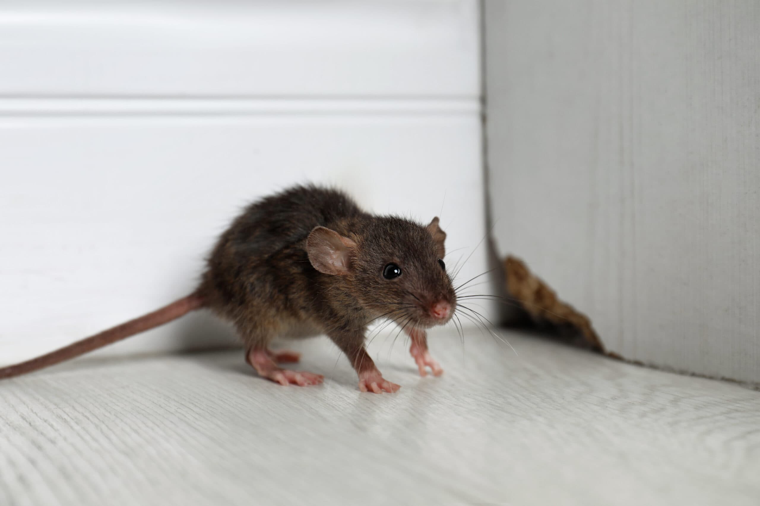 Professional Exterminator Services