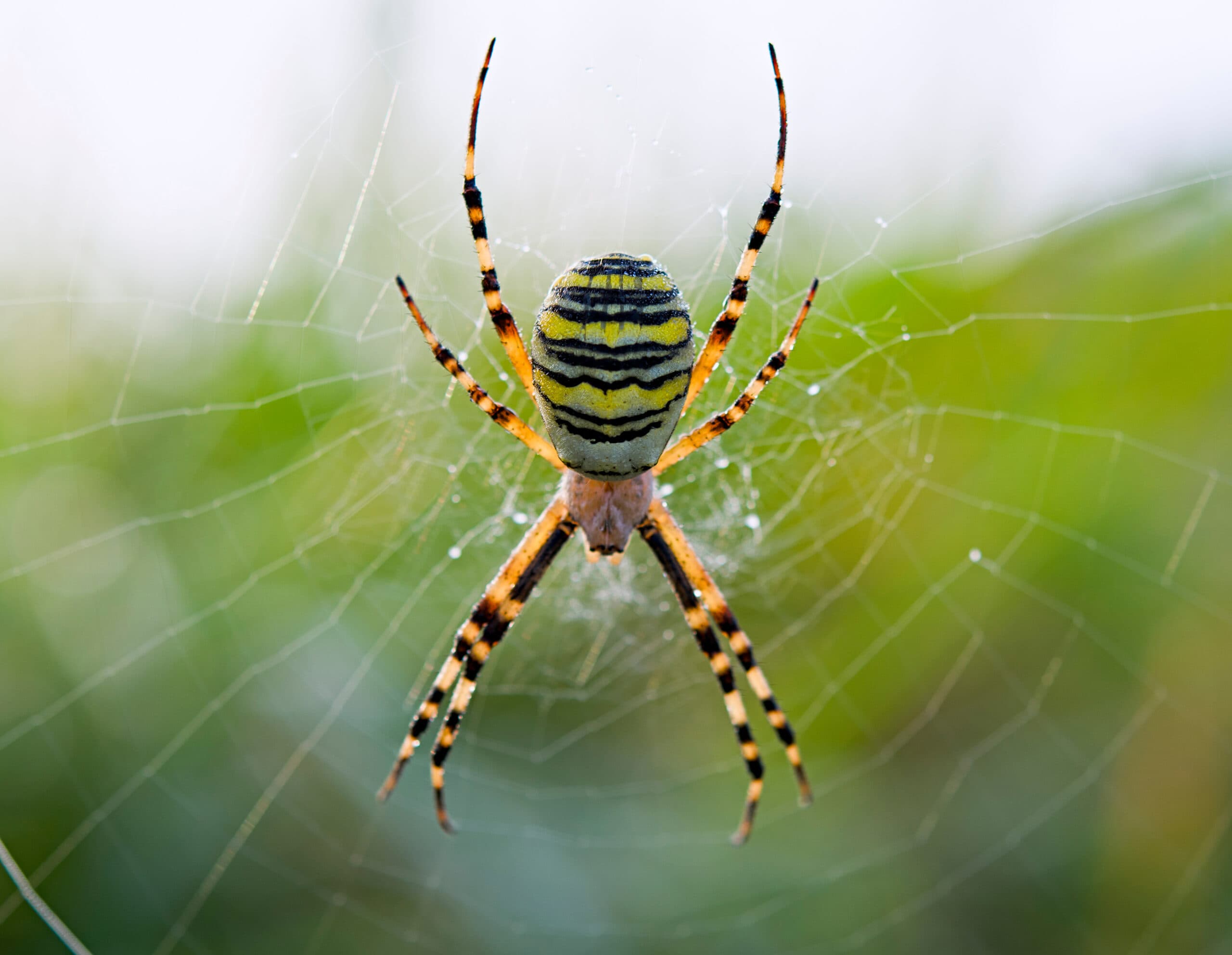 Pest Control Solution