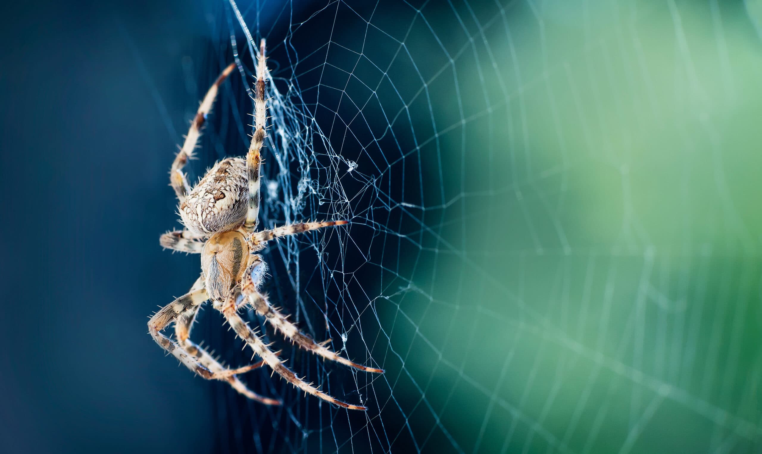 Allergy-Friendly Pest Control Solutions