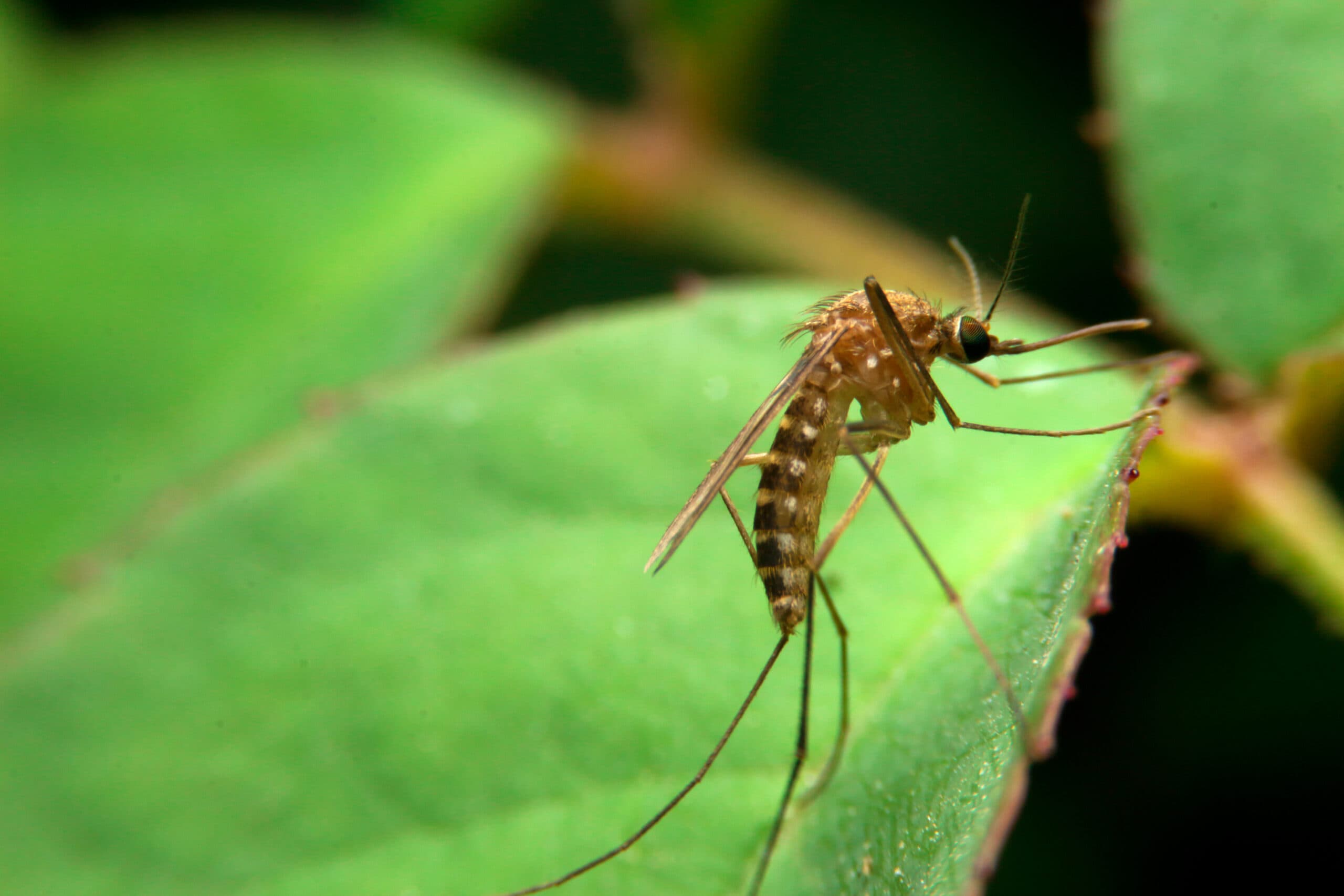 Trusted Pest Control Professionals
