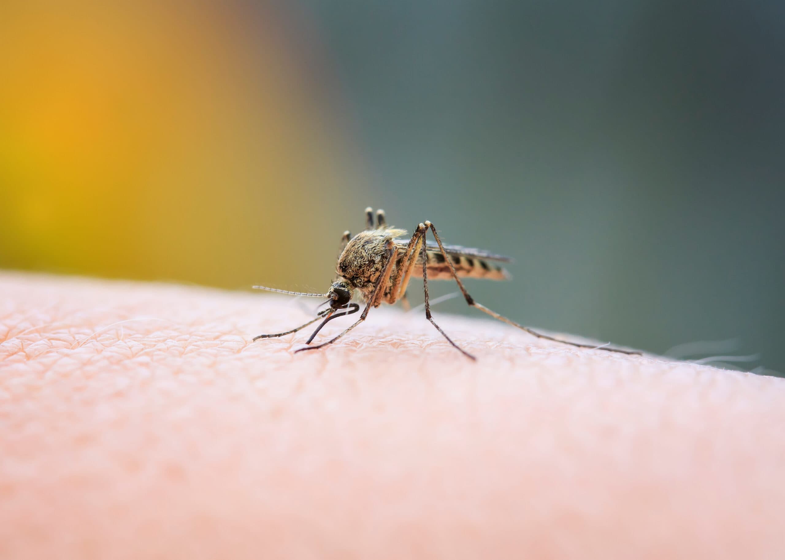 Mosquito Control Experts