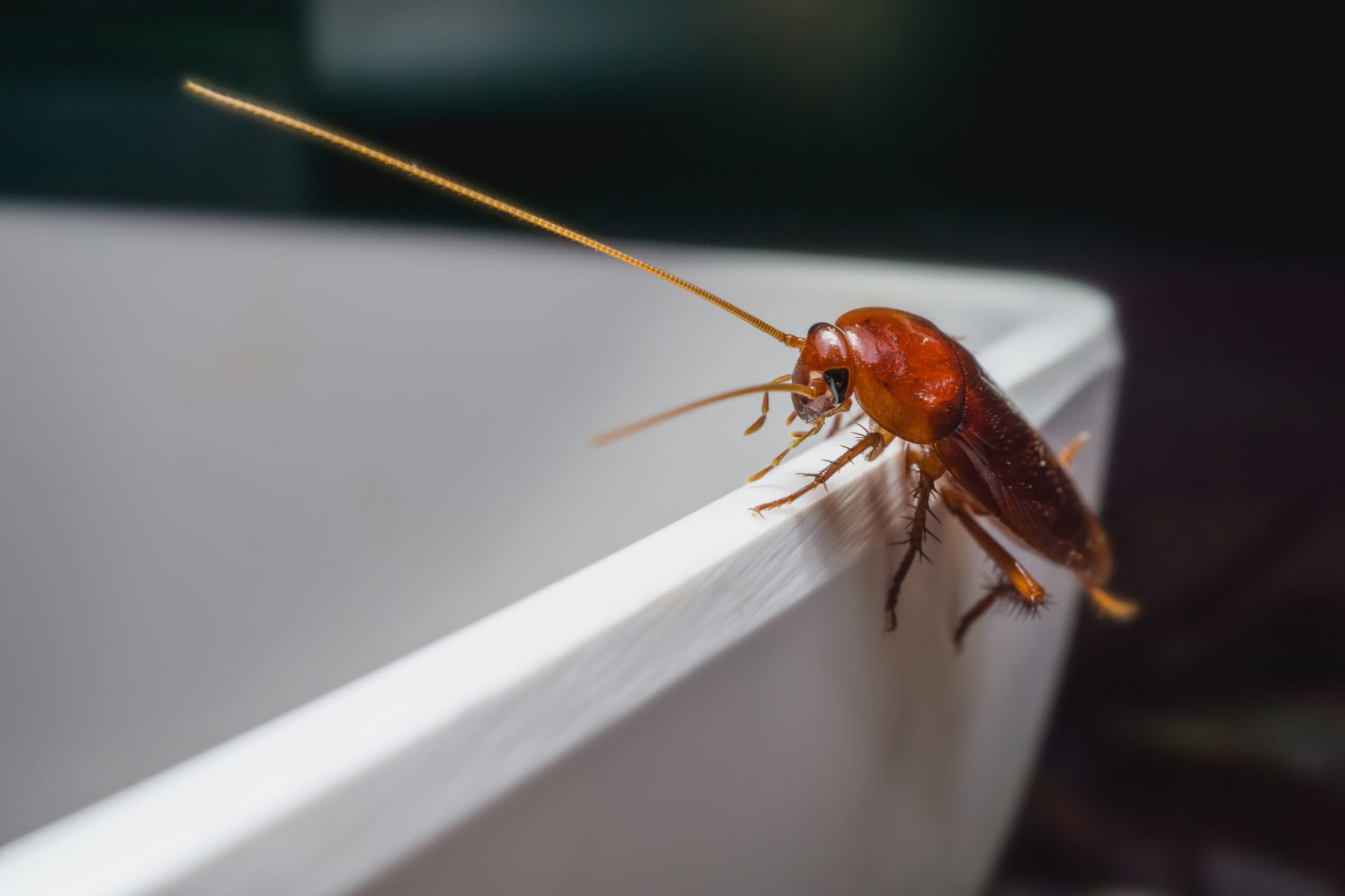 Pest Control Expert Solutions