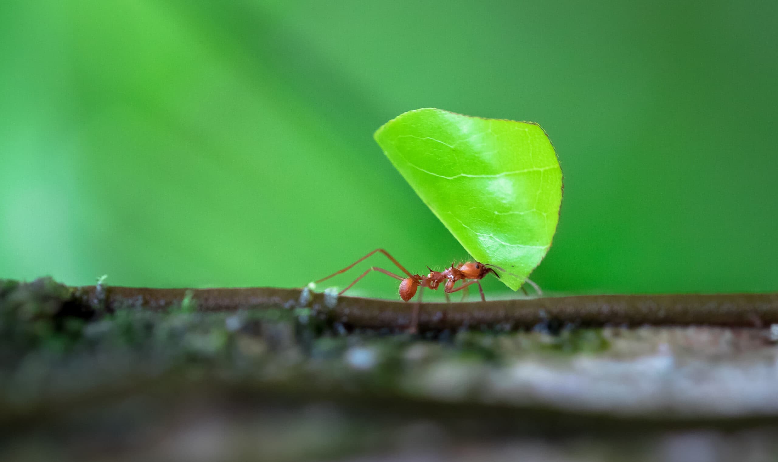 Top-Notch Pest Control