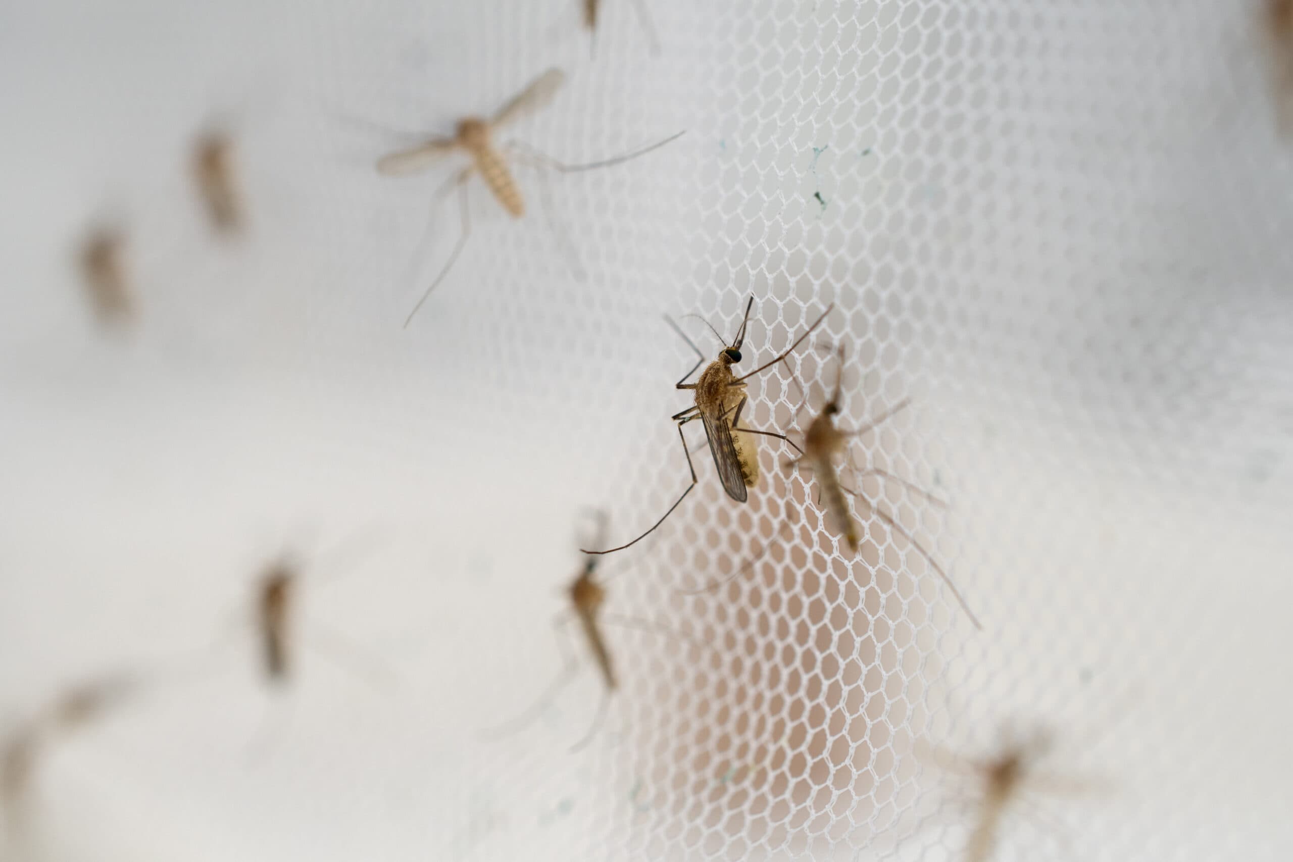 Essential Pest Solution