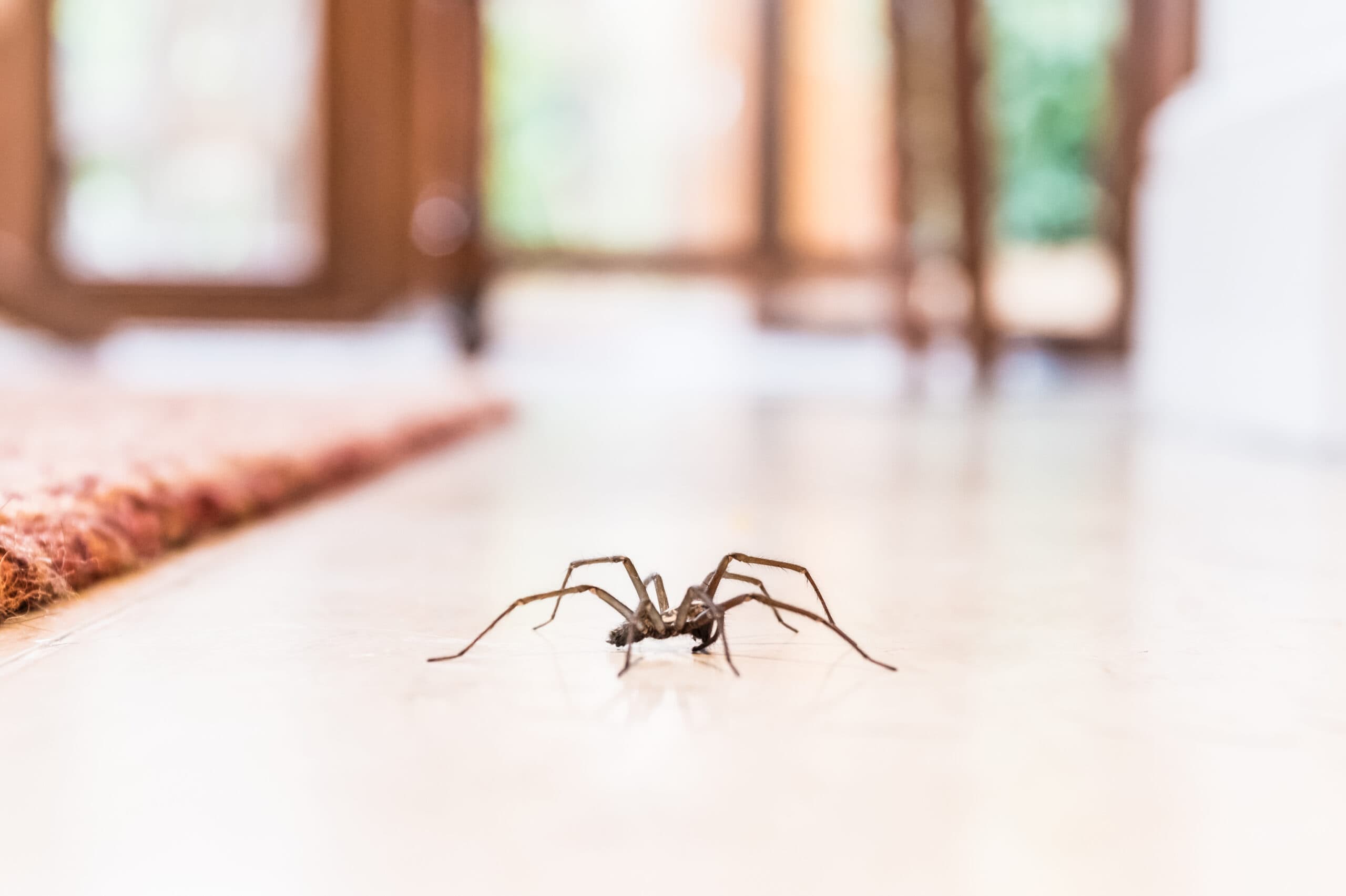 Professional Pest Exterminator